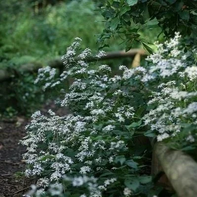 Eurybia+divaricata.jpg