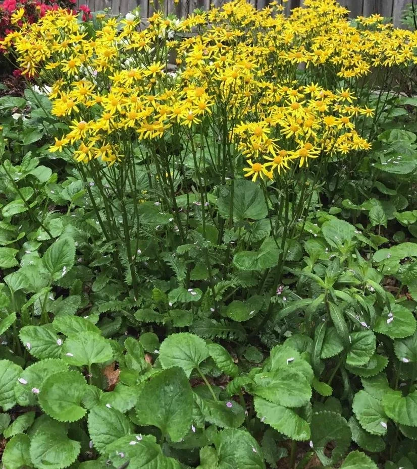 Packera aurea - Golden Groundsel