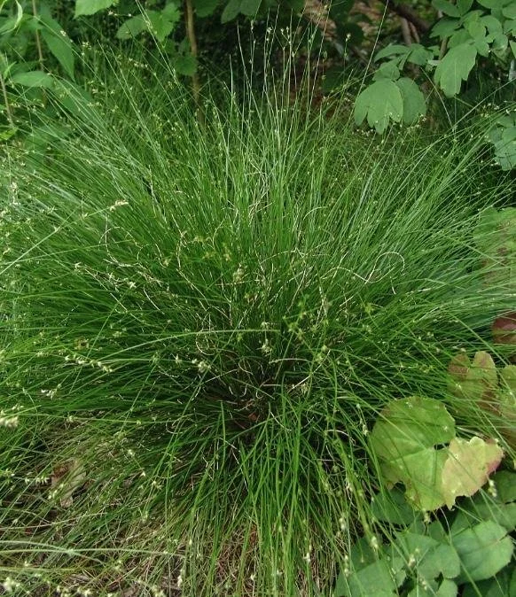 Carex appalachica - Appalachian Sedge