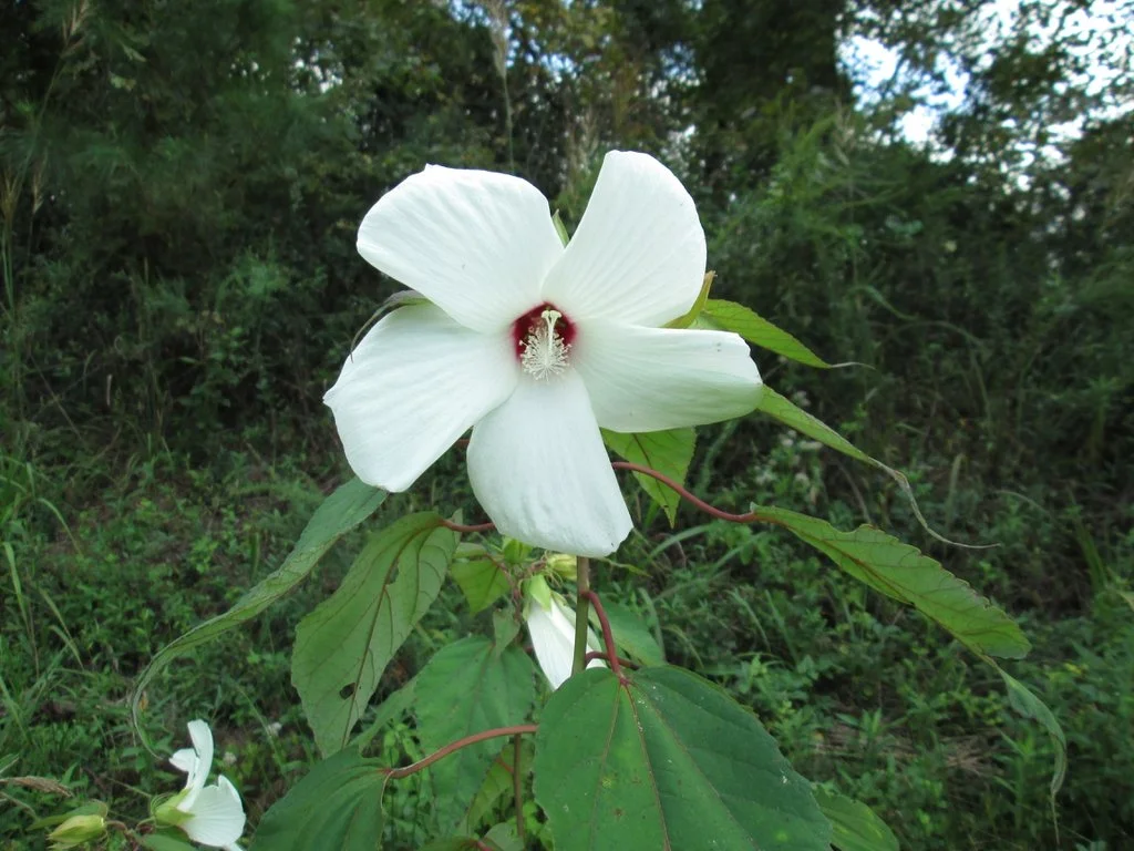 Hibiscus moscheutos.jpe