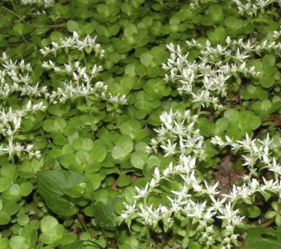 Sedum ternatum - Woodland Stone Crop.jpg