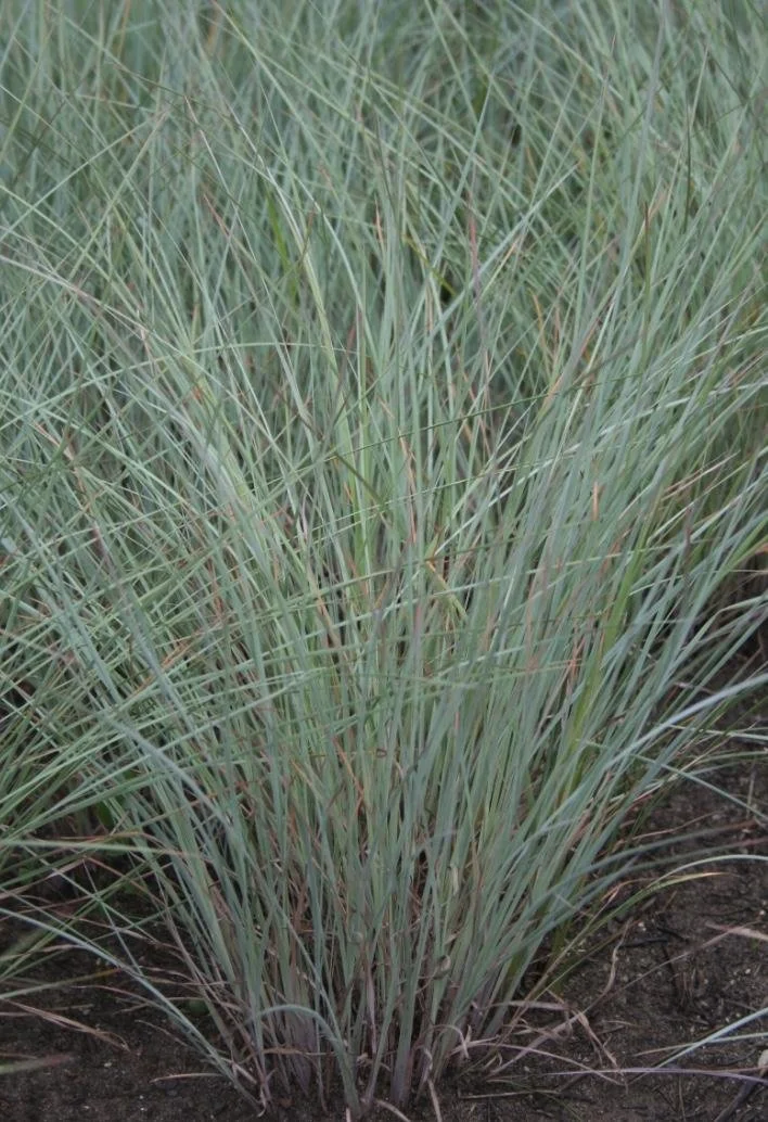 Schizachyrium scoparium - Little Bluestem.jpg
