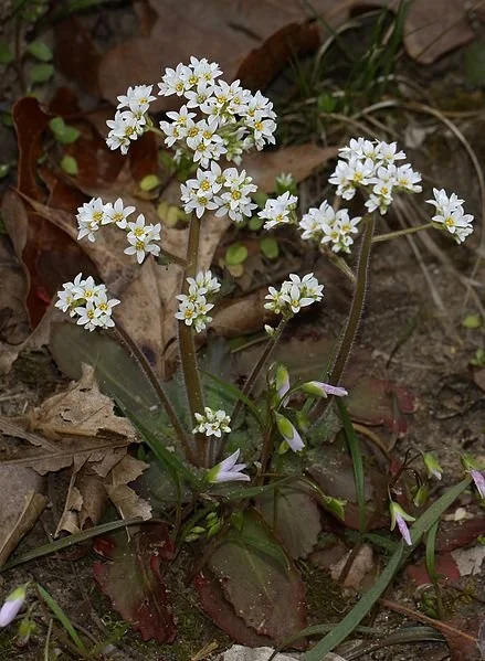 Micranthes virginiensis.jpeg