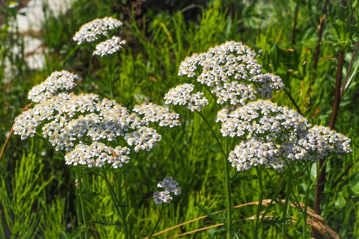 Achillea millefolium - Common Yarrow