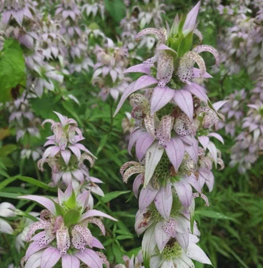 Monarda punctata - Spotted Beebalm