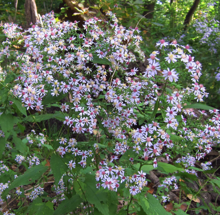 Symphyotrichum cordifolium - Blue Wood Aster