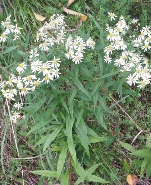 Doellingeria umbellata.jpeg