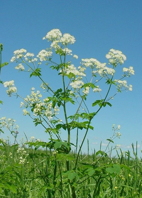 Thalictrum pubescens.jpeg