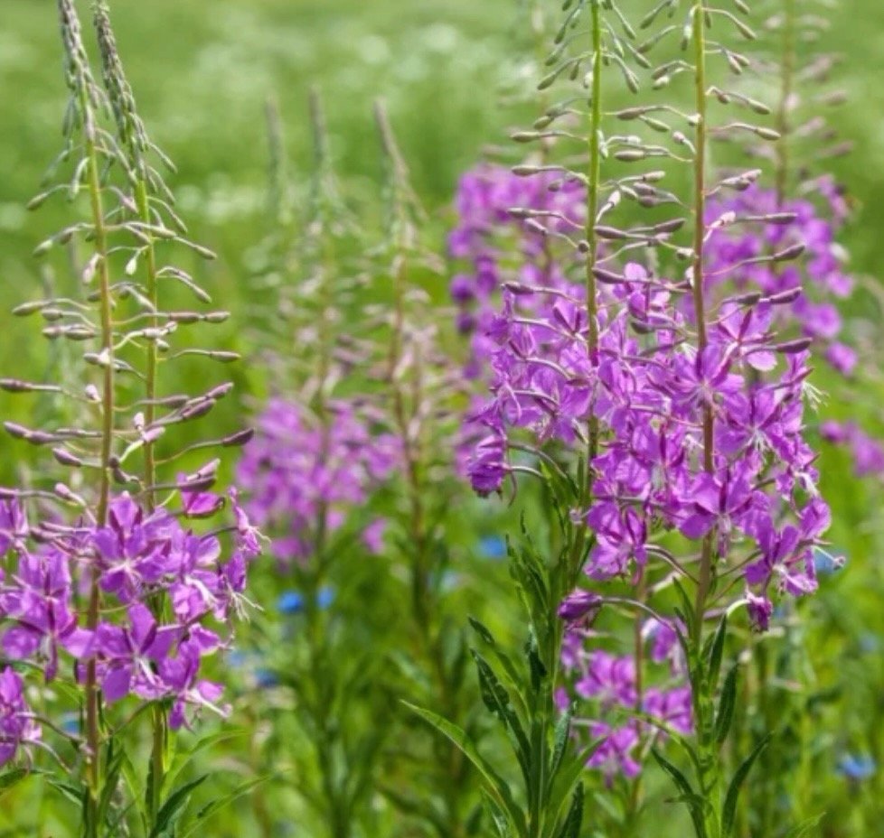 chamerion angustifolium.jpeg