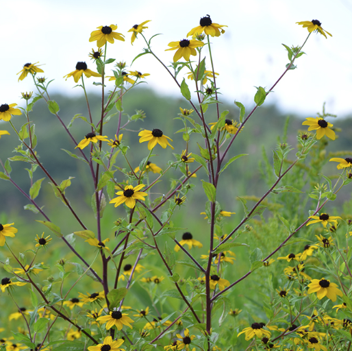 Rudbeckia triloba - Brown Eyed Susan