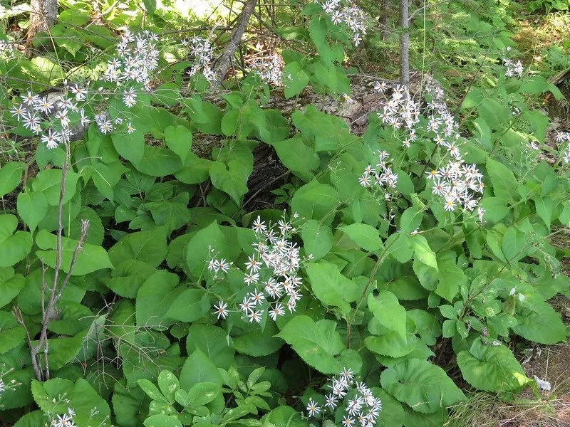 Eurybia macrophylla.jpeg
