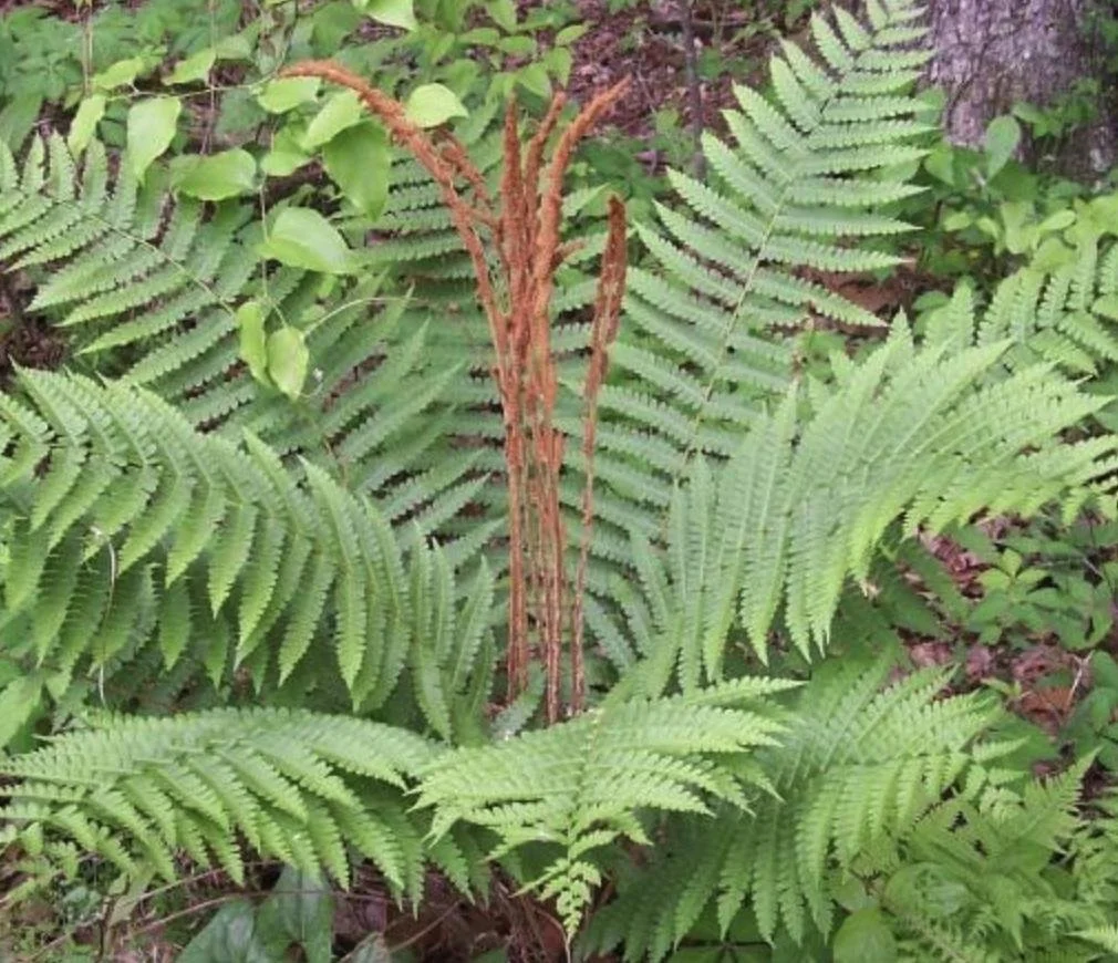 Osmunda cinnamomea - Cinnamon Fern