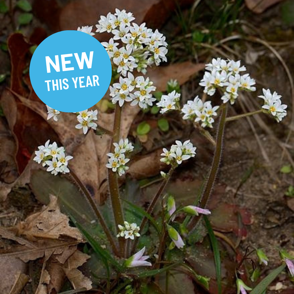 Micranthes virginiensis - Virginia saxifrage