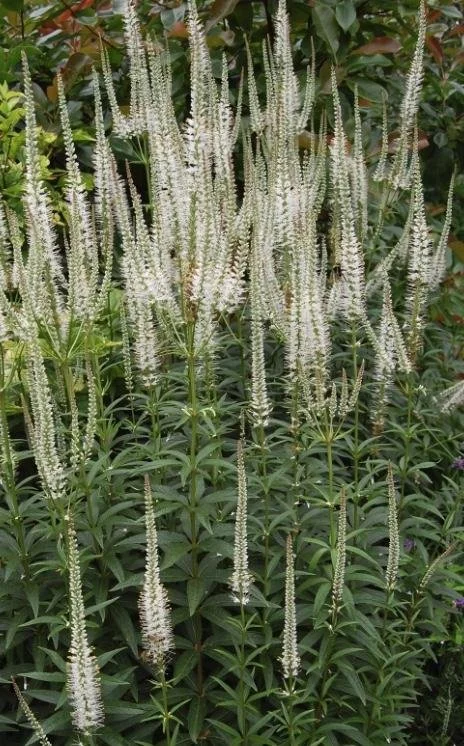 Veronicastrum virginicum - Culver's Root
