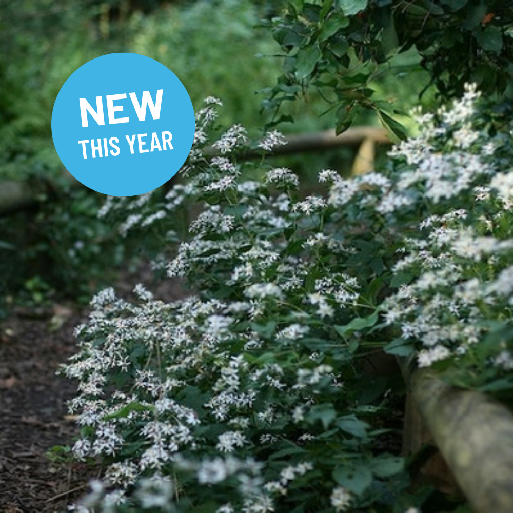 Eurybia divaricata- White Wood Aster