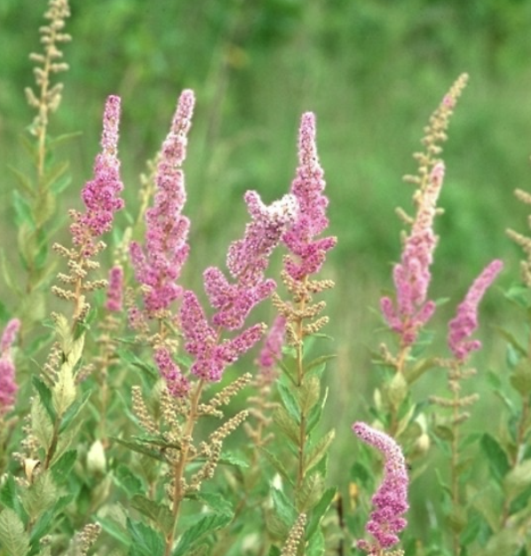 Spirea tomentosa - Steeplebush
