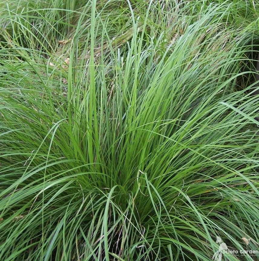 Carex pensylvanica - Oak Sedge