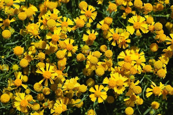 Helenium autumnale.jpg