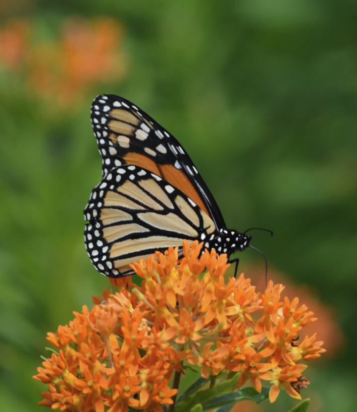 Asclepias tuberosa - Butterfly Weed