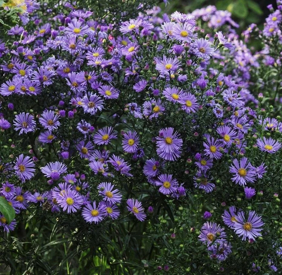 Symphyotrichum novae–angliae - New England Aster