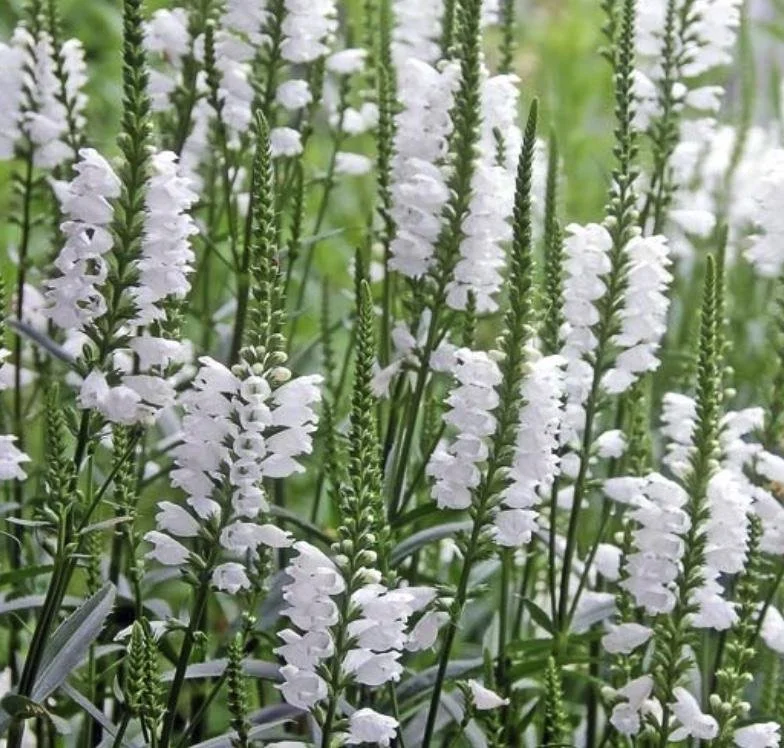 Physotegia viginiana - Obediant Plant