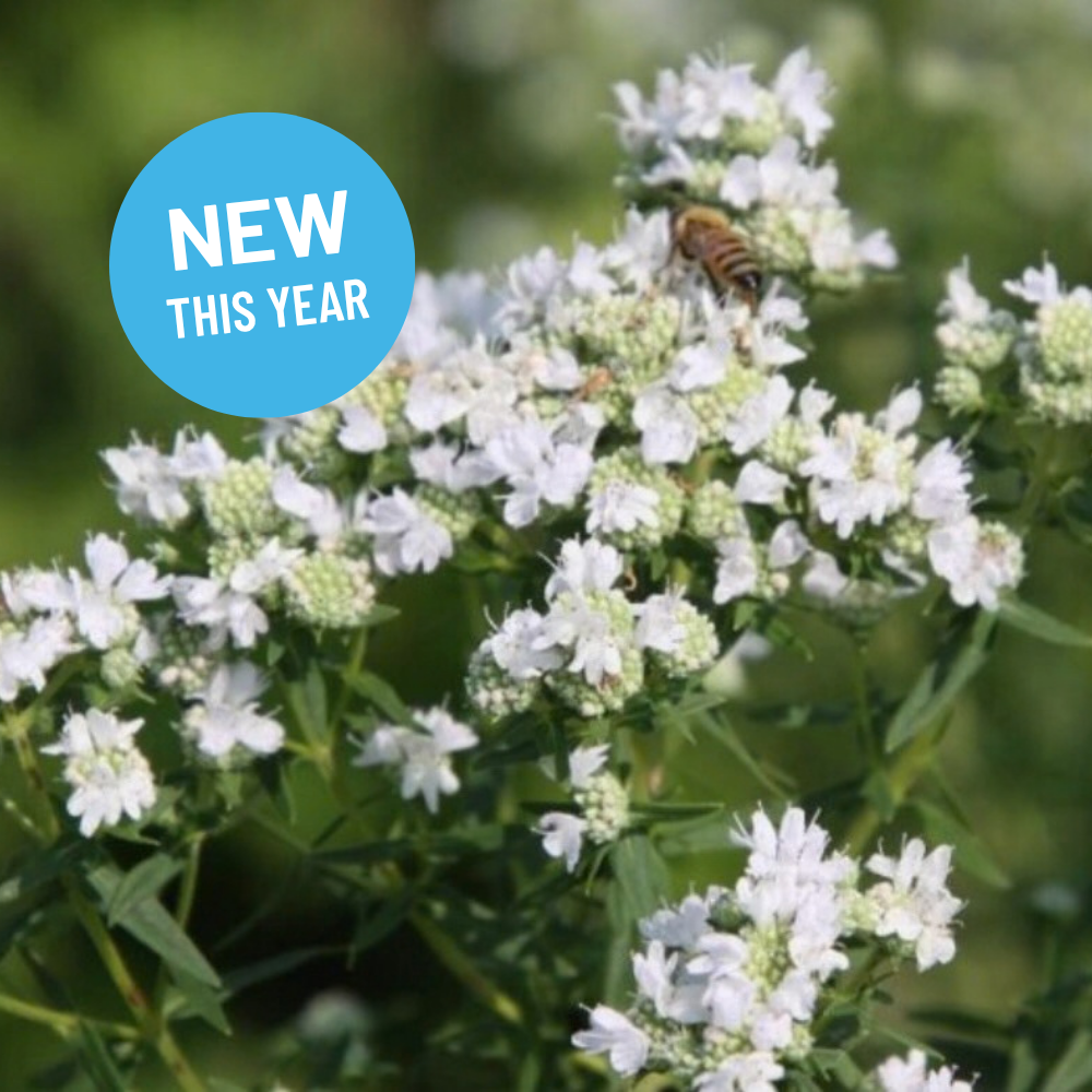 Pycanthemum virginianum - Common Mountain Mint