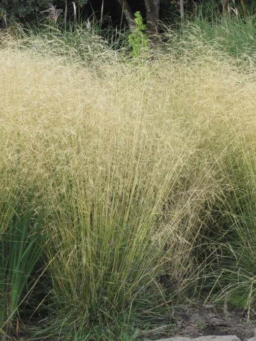 Deschampsia cespitosa - Tufted Hair Grass