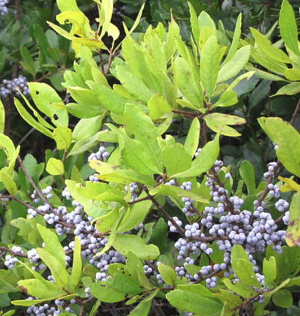 Myrica pensylvanica - Northern Bayberry
