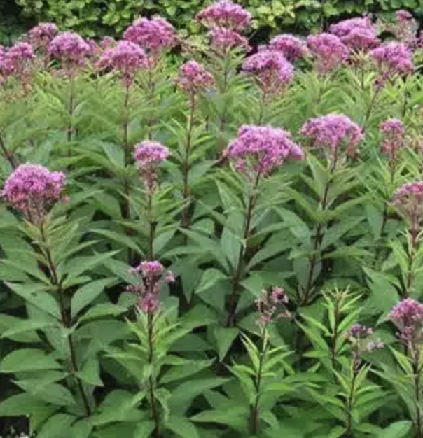 Eutrochium maculatum - Spotted Joe–Pye Weed