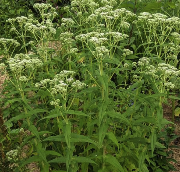 Eupatorium perfoliatum - Common Boneset