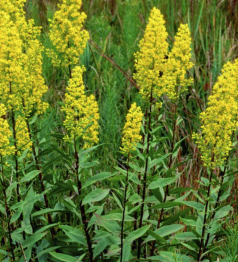 Solidago speciosa - Showy Goldenrod