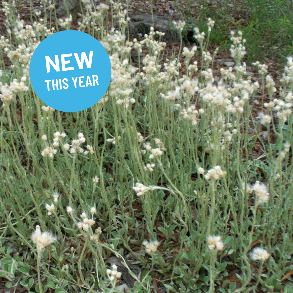 Antennaria plantaginifolia  - Plantain leaved Pussy-toes
