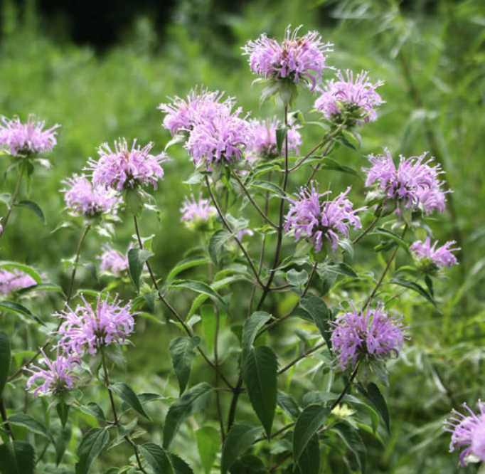 Monarda fistulosa - Wild Bergemot