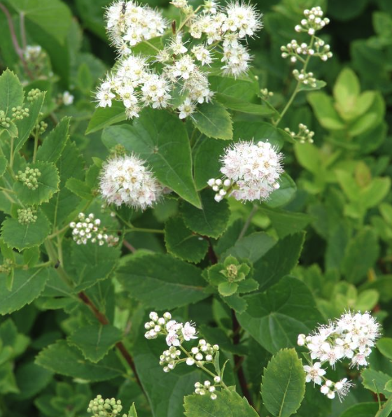 Spirea latifolia - Meadowsweet