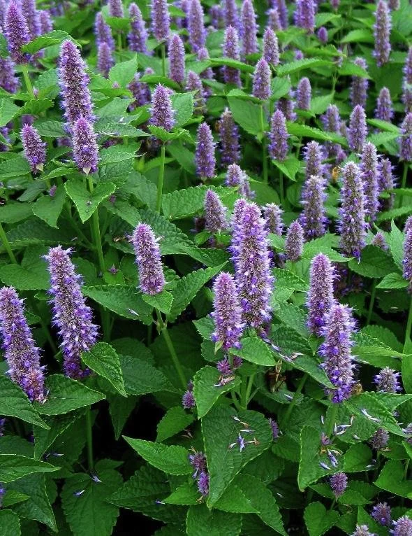 Agastache foeniculum - Anise Hyssop