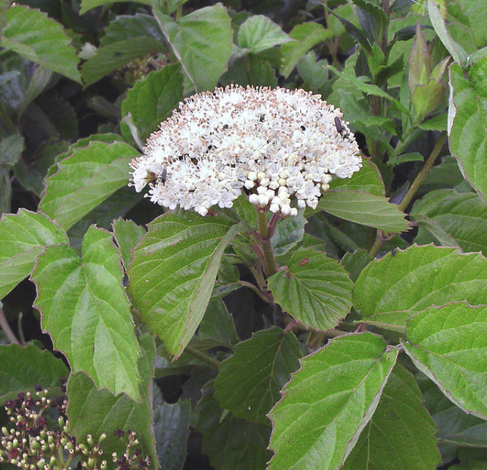Viburnum dentatum - Arrowwood Viburnum