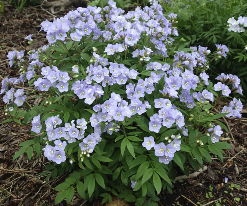Polemonium reptans - Jacob's Ladder