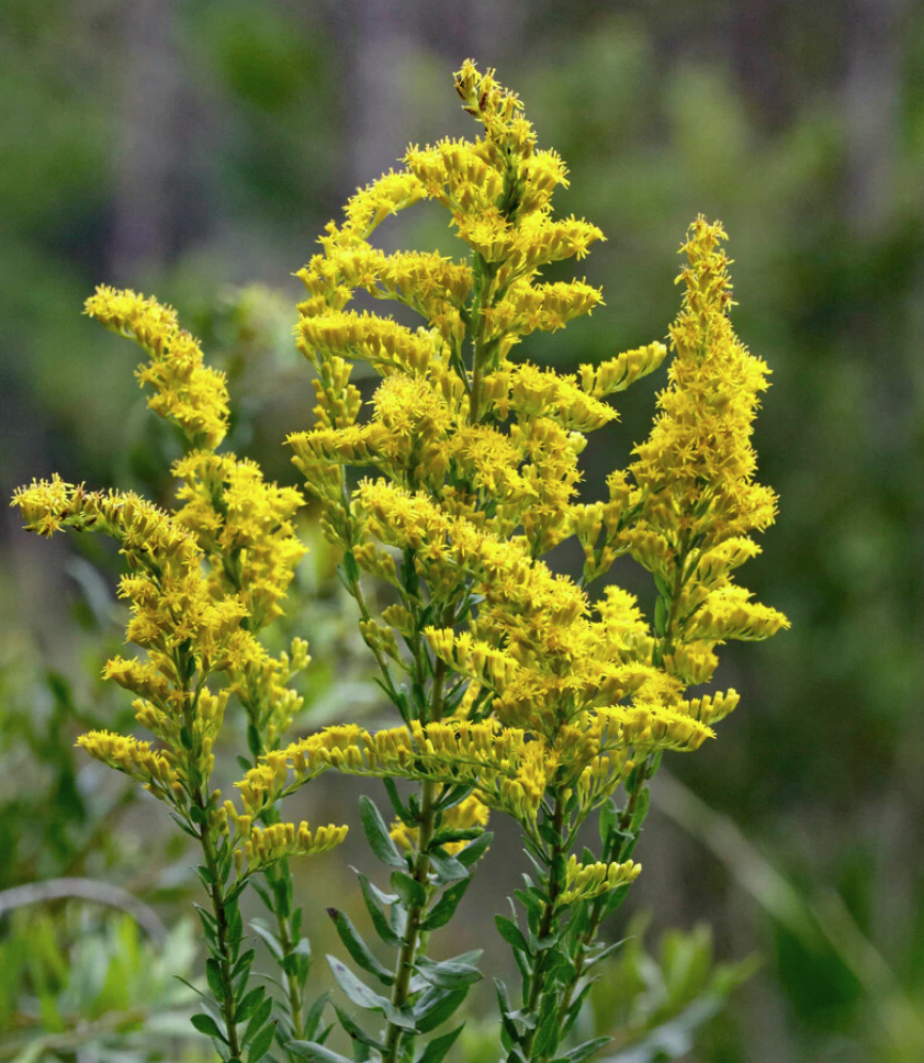 Solidago odora - Sweet Golden Rod