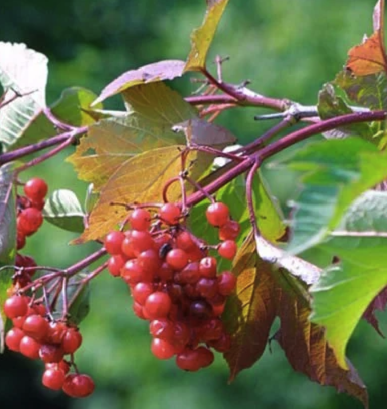 Viburnum trilobum - American Cranberry Bush