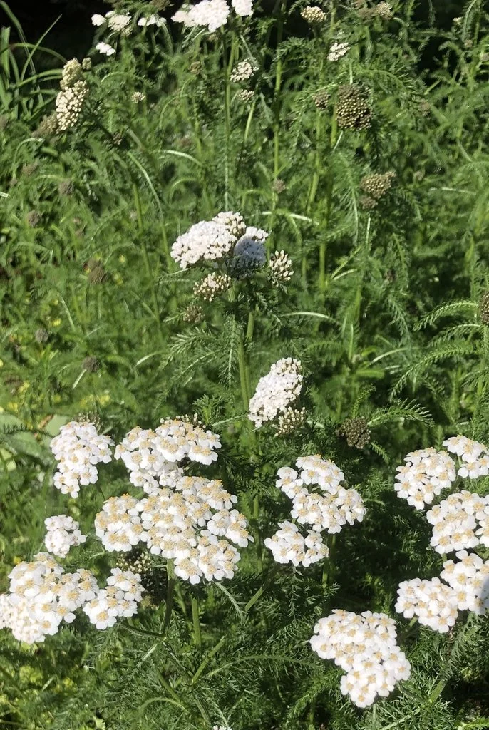 Achillea millefolium - Common Yarrow