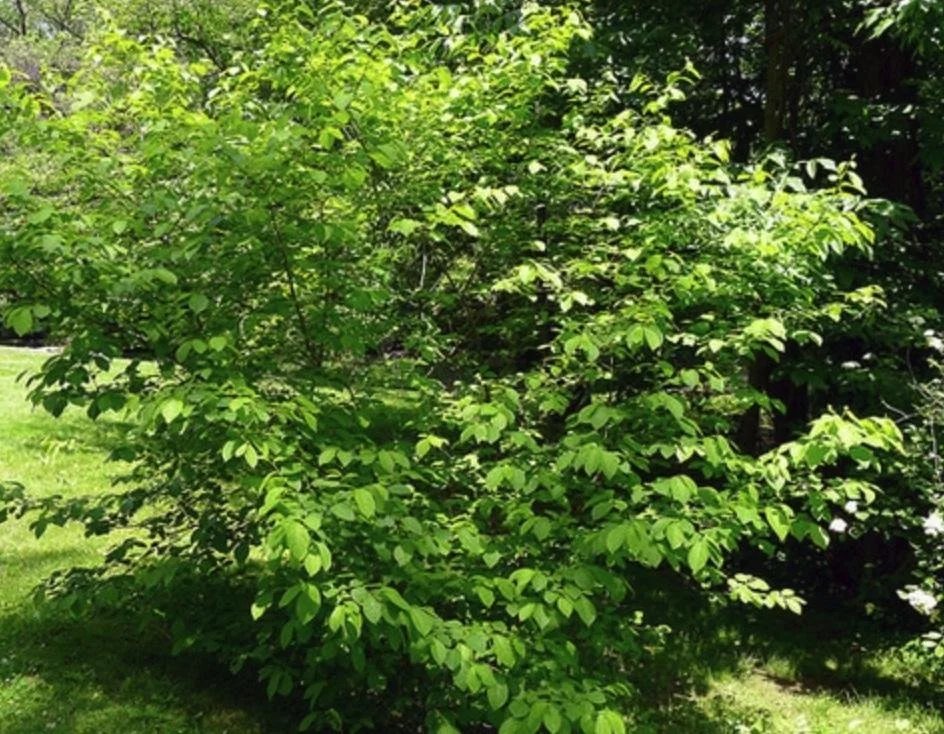 Lindera benzoin - Spice Bush.jpg