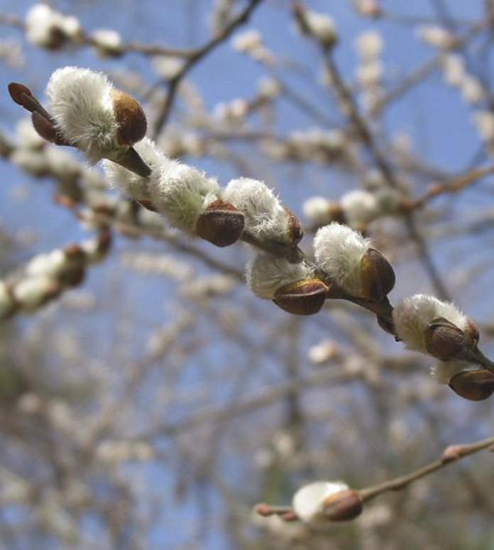 Salix discolor - Pussy Willow