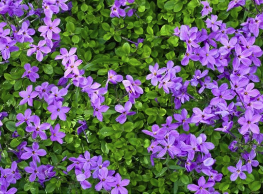 Phlox stolonifera - Creeping Phlox