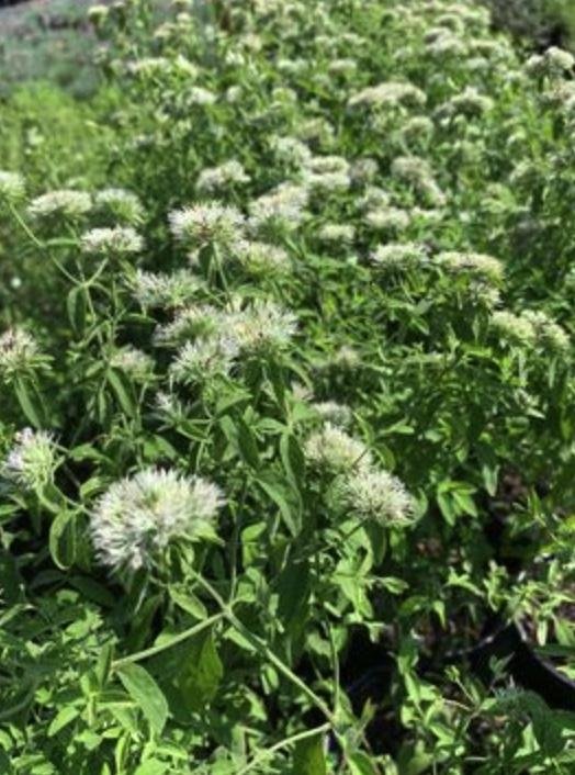 Pycanthemum flexosum - Appalachian Mountain Mint