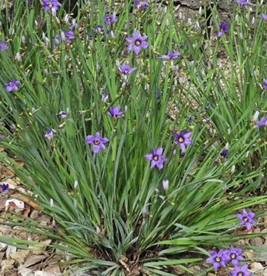 Sisyrinchium angustifolium - Blue Eyed Grass