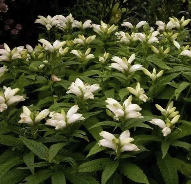 Chelone glarba - White Turtlehead