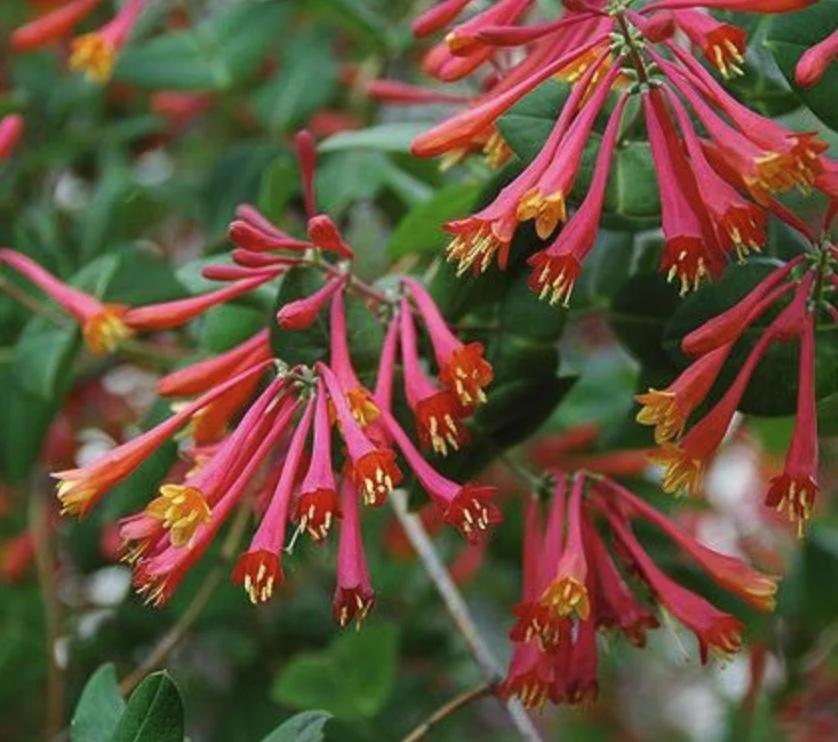 Lonicera sempervirens - Coral Honeysuckle