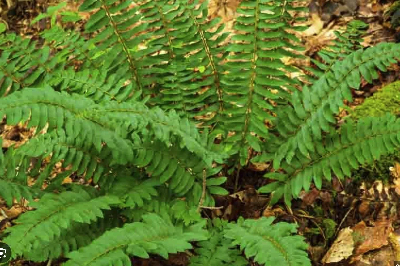 Polystichum acrostichoides - Christmas Fern