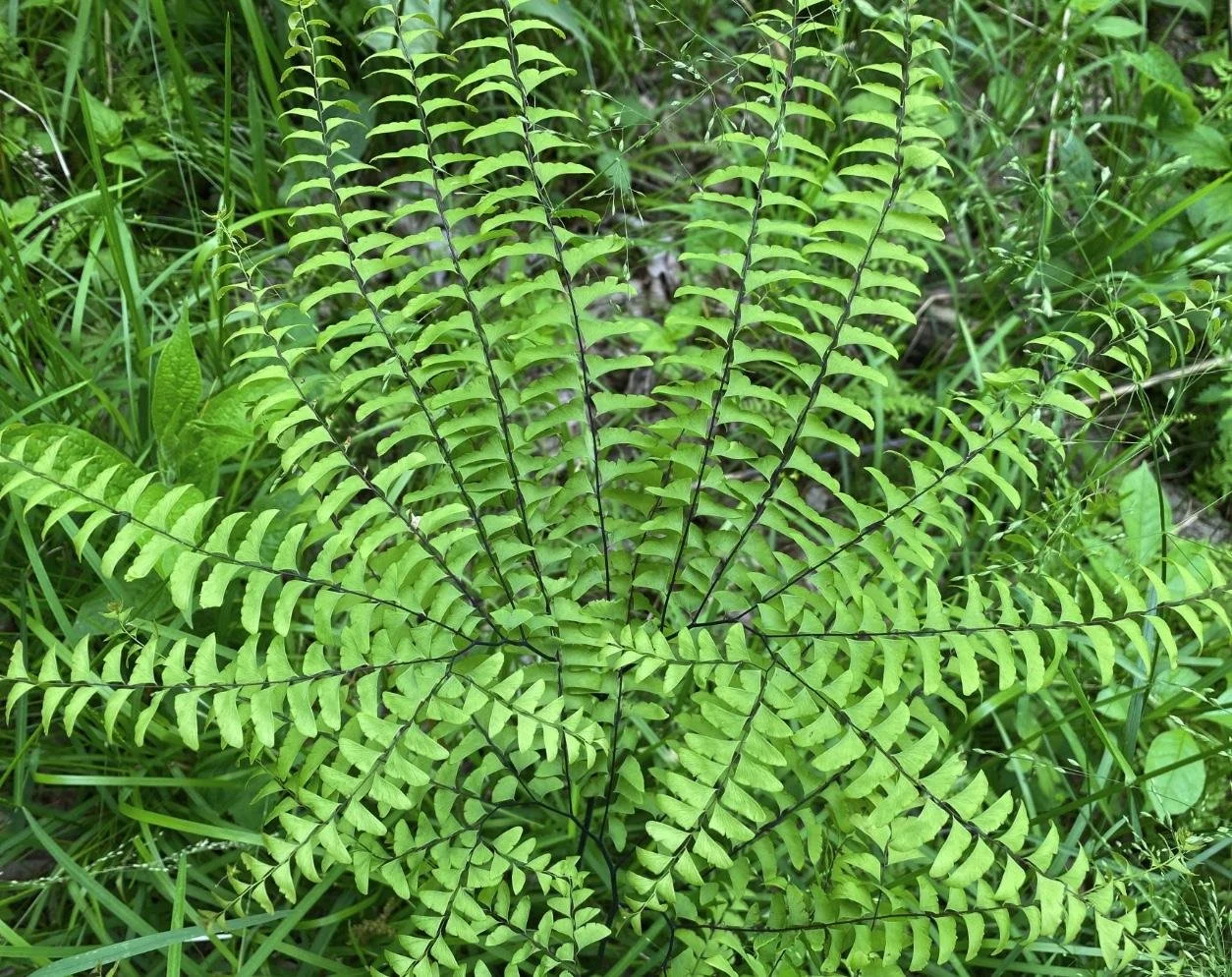 Adiantum pedatum - Maidenhair Fern