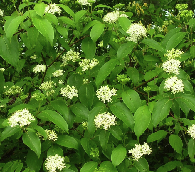Cornus amomum - Silky Dogwood